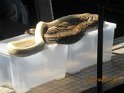 le 04-12 IMG_5016