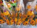 le 09-12 IMG_5290
